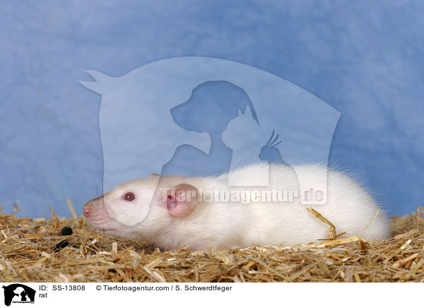 Dumboratte / rat / SS-13808