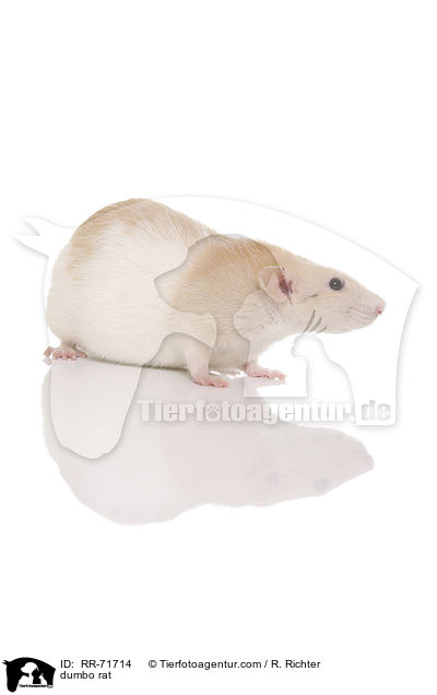 Dumboratte / dumbo rat / RR-71714