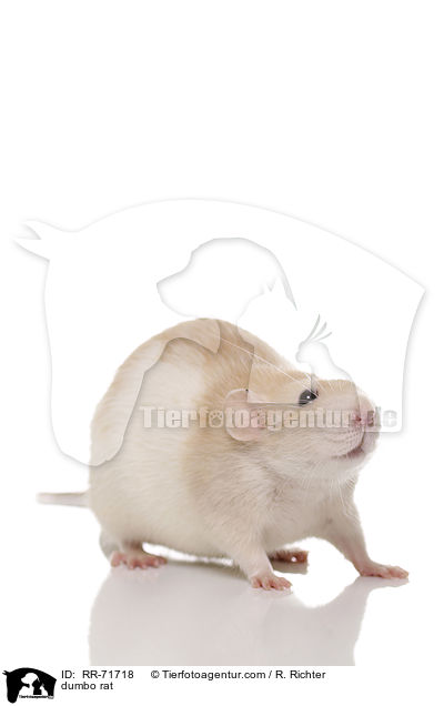 Dumboratte / dumbo rat / RR-71718