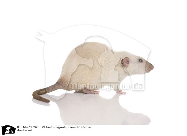 dumbo rat / RR-71732