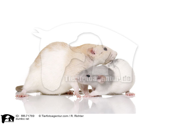 Dumboratte / dumbo rat / RR-71769
