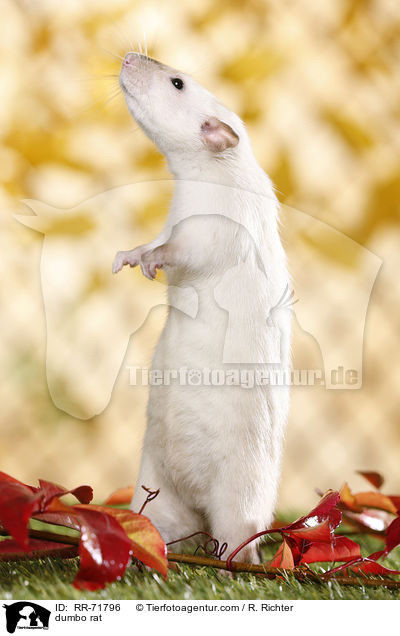dumbo rat / RR-71796