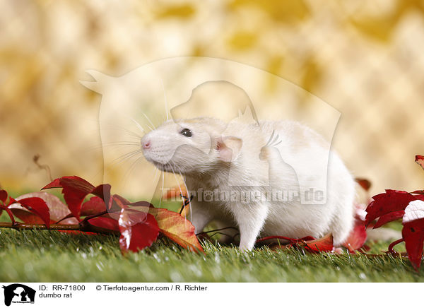 dumbo rat / RR-71800