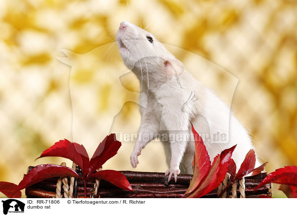 dumbo rat / RR-71806