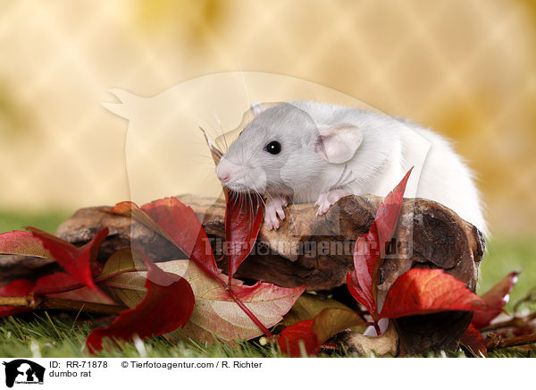 Dumboratte / dumbo rat / RR-71878