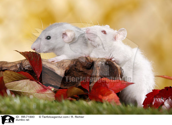 dumbo rat / RR-71880