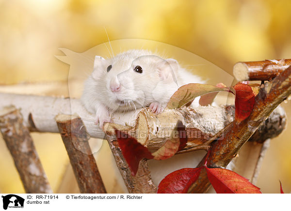 dumbo rat / RR-71914
