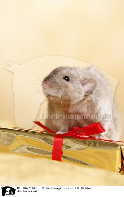 dumbo rex rat / RR-71943
