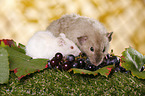dumbo rat