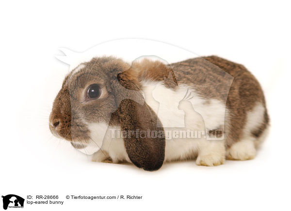 lop-eared bunny / RR-28666
