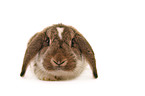 lop-eared bunny