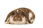 lop-eared bunny