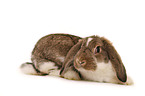 lop-eared bunny