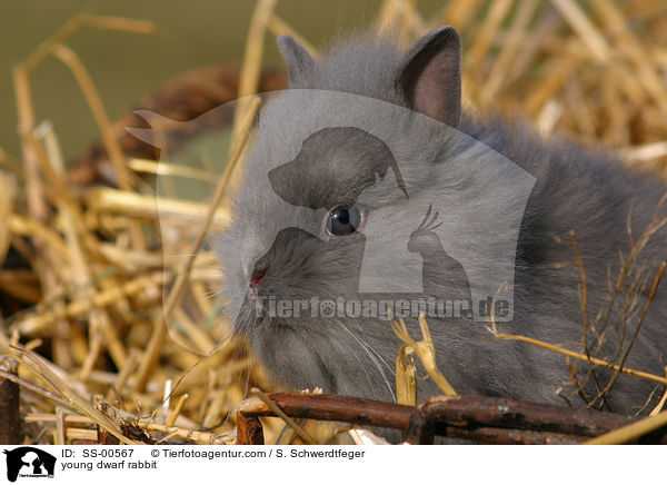 junges Zwergkaninchen / young dwarf rabbit / SS-00567