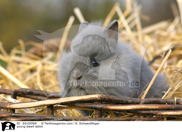 junges Zwergkaninchen / young dwarf rabbit / SS-00568