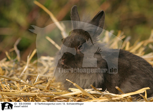 Zwergkaninchen / dwarf rabbit / SS-00668