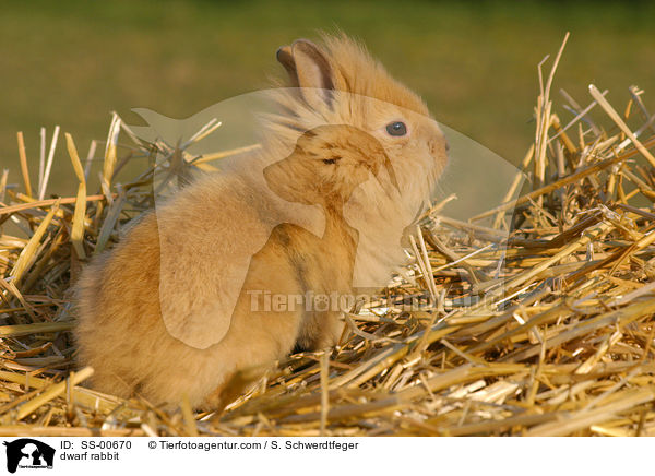 Zwergkaninchen / dwarf rabbit / SS-00670