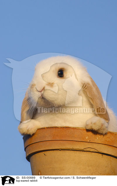 Widderkaninchen / lop-eared rabbit / SS-00889