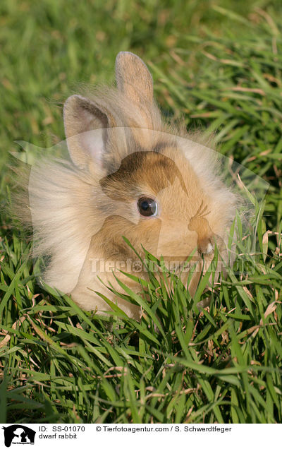 Zwergkaninchen / dwarf rabbit / SS-01070