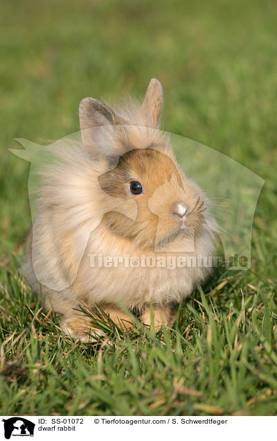 Zwergkaninchen / dwarf rabbit / SS-01072