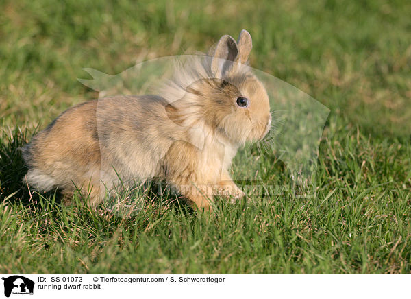 rennendes Zwergkaninchen / running dwarf rabbit / SS-01073