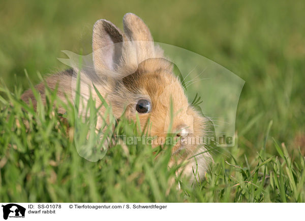 Zwergkaninchen / dwarf rabbit / SS-01078