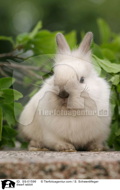 Zwergkaninchen / dwarf rabbit / SS-01596
