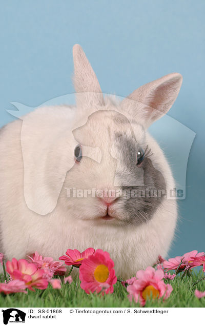 Zwergkaninchen / dwarf rabbit / SS-01868