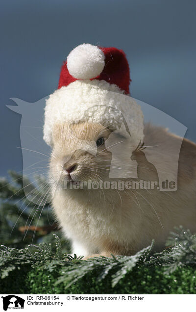 Weihnachtshase / Christmasbunny / RR-06154
