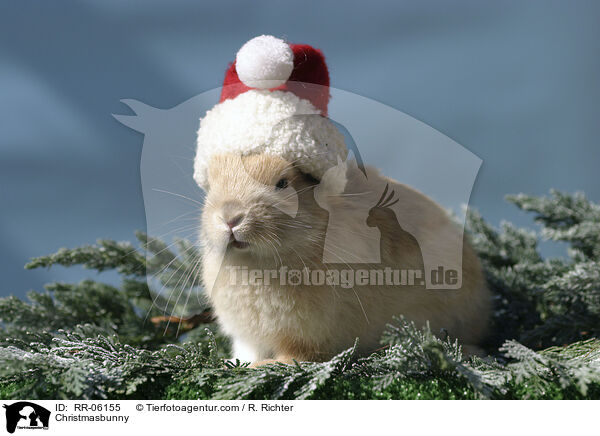 Weihnachtshase / Christmasbunny / RR-06155