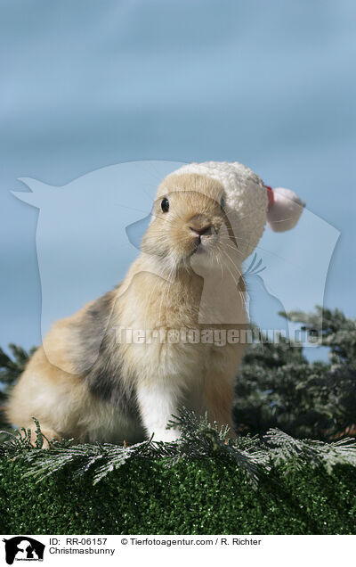 Weihnachtshase / Christmasbunny / RR-06157