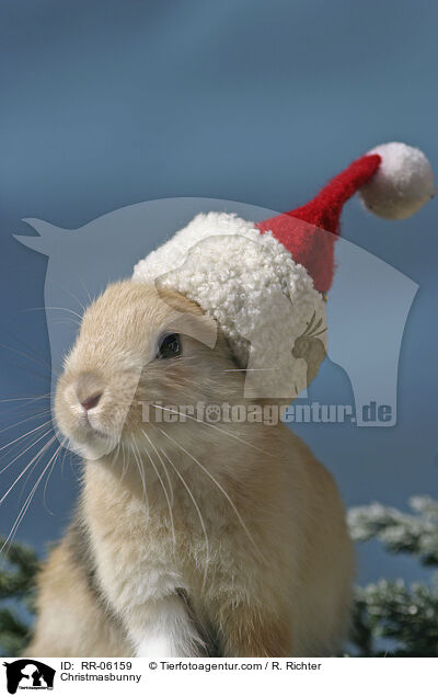 Weihnachtshase / Christmasbunny / RR-06159