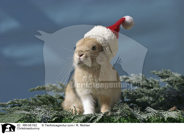 Weihnachtshase / Christmasbunny / RR-06162