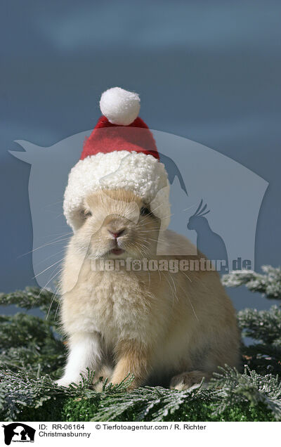 Weihnachtshase / Christmasbunny / RR-06164