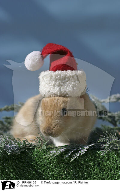 Weihnachtshase / Christmasbunny / RR-06169