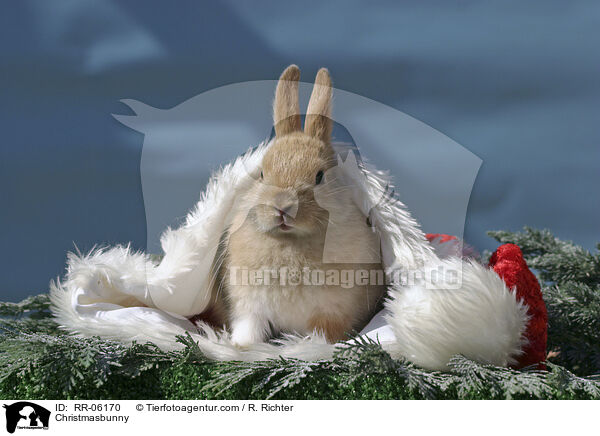 Weihnachtshase / Christmasbunny / RR-06170