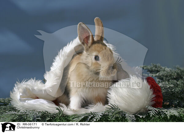 Christmasbunny / RR-06171