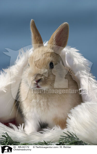 Christmasbunny / RR-06172