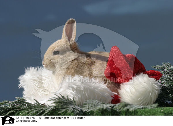 Weihnachtshase / Christmasbunny / RR-06176