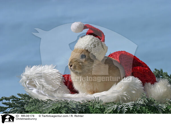 Weihnachtshase / Christmasbunny / RR-06178