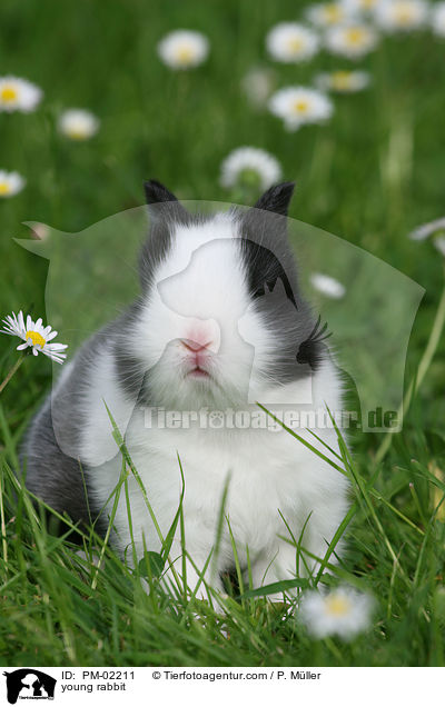Zwergkaninchenjunges / young rabbit / PM-02211