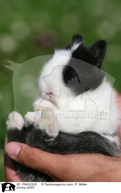 Zwergkaninchenjunges / young rabbit / PM-02220