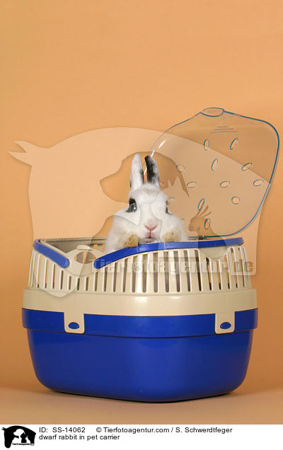 Zwergkaninchen in Transportbox / dwarf rabbit in pet carrier / SS-14062