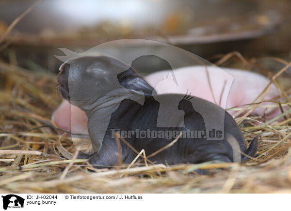 Kaninchenbaby / young bunny / JH-02044