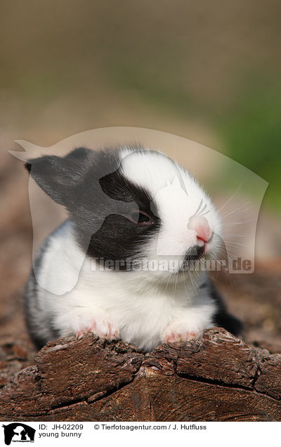 Kaninchenbaby / young bunny / JH-02209