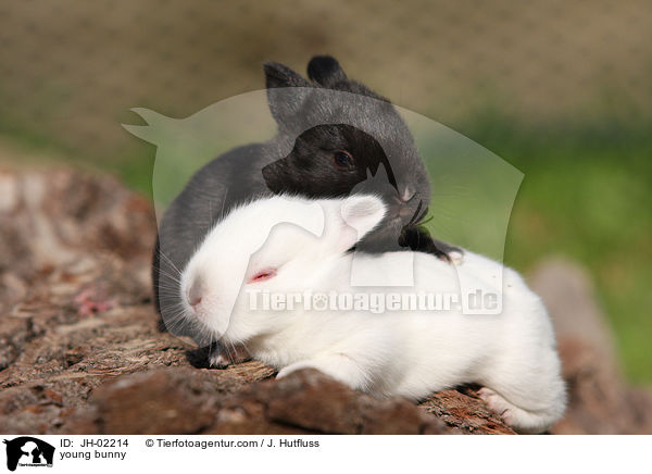 Kaninchenbaby / young bunny / JH-02214