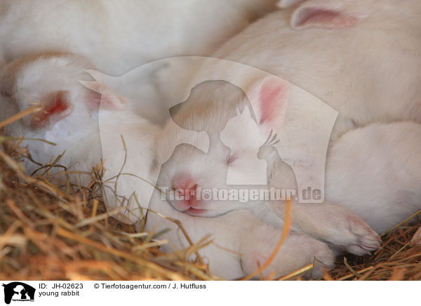 Zwergkaninchen / young rabbit / JH-02623