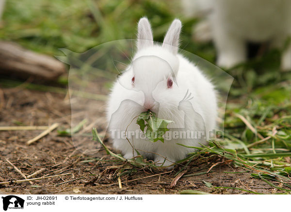 Zwergkaninchen / young rabbit / JH-02691