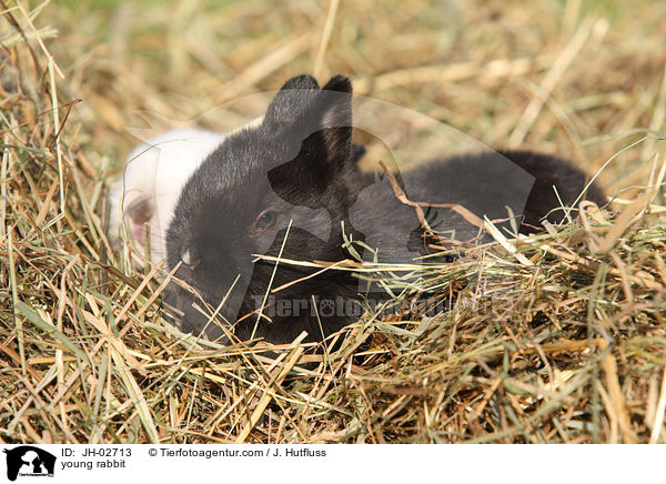 Zwergkaninchen / young rabbit / JH-02713