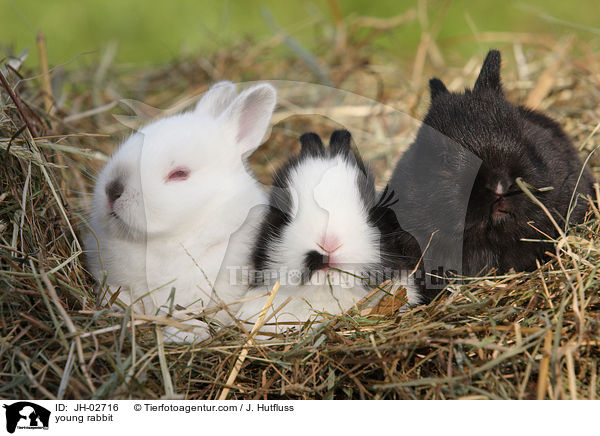 Zwergkaninchen / young rabbit / JH-02716